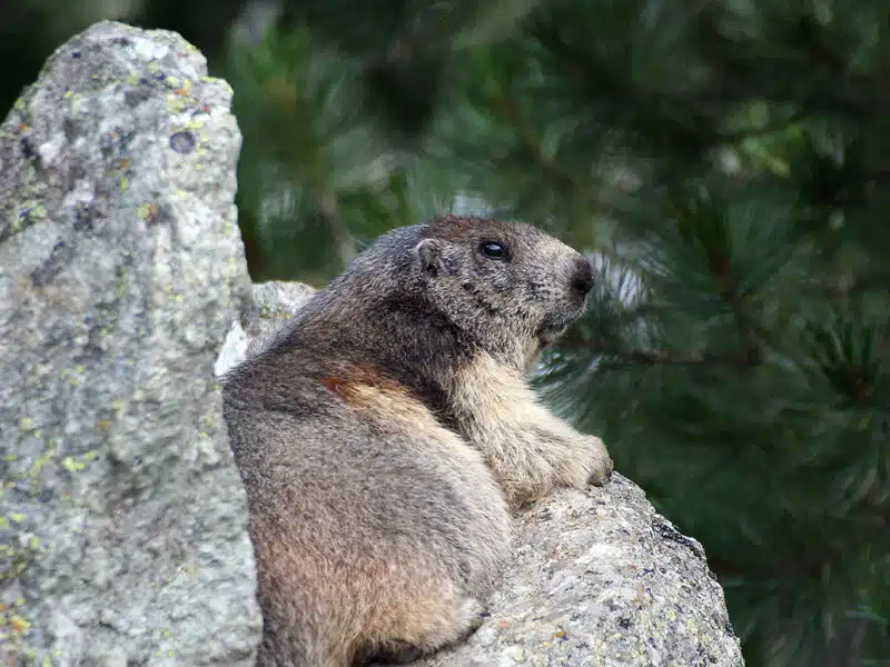 animaux-marmotte