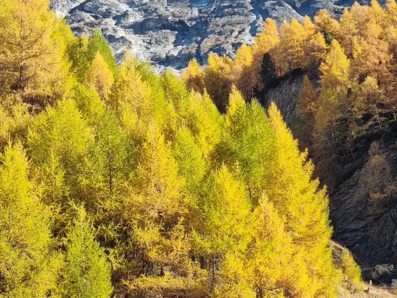 nature-arbres-automne