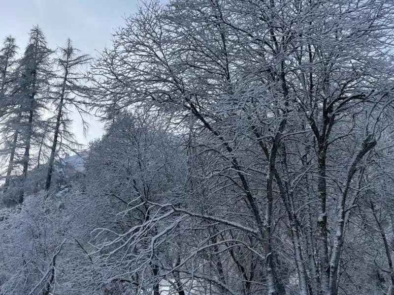 arbres sous la neige